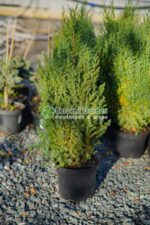 Juniperus Chinensis Stricta ( Ienupar Chinezesc ) - imagine 3