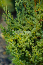Juniperus Chinensis Stricta ( Ienupar Chinezesc ) - imagine 4