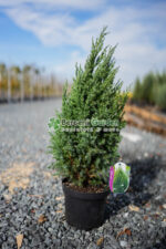 Juniperus Chinensis Stricta ( Ienupar Chinezesc ) - imagine 5