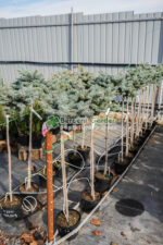 Picea Pungens Glauca Globosa PA ( Molid Argintiu Globular pe picior )