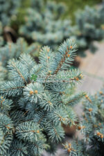 Picea Pungens Glauca Globosa PA ( Molid Argintiu Globular pe picior ) - imagine 2