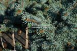 Picea Pungens Glauca Globosa PA ( Molid Argintiu Globular pe picior ) - imagine 3