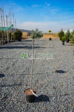 Picea Pungens Glauca Globosa PA ( Molid Argintiu Globular pe picior )