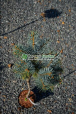 Picea Pungens Glauca Globosa PA ( Molid Argintiu Globular pe picior ) - imagine 2