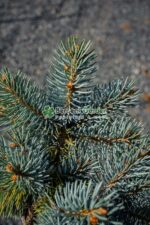 Picea Pungens Glauca Globosa PA ( Molid Argintiu Globular pe picior ) - imagine 3