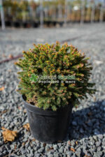 Picea abies Nidiformis ( Molid norvegian pitic )