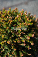 Picea abies Nidiformis ( Molid norvegian pitic ) - imagine 2