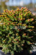 Picea abies Nidiformis ( Molid norvegian pitic ) - imagine 3