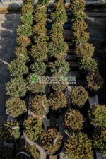 Picea abies Nidiformis ( Molid norvegian pitic ) - imagine 4