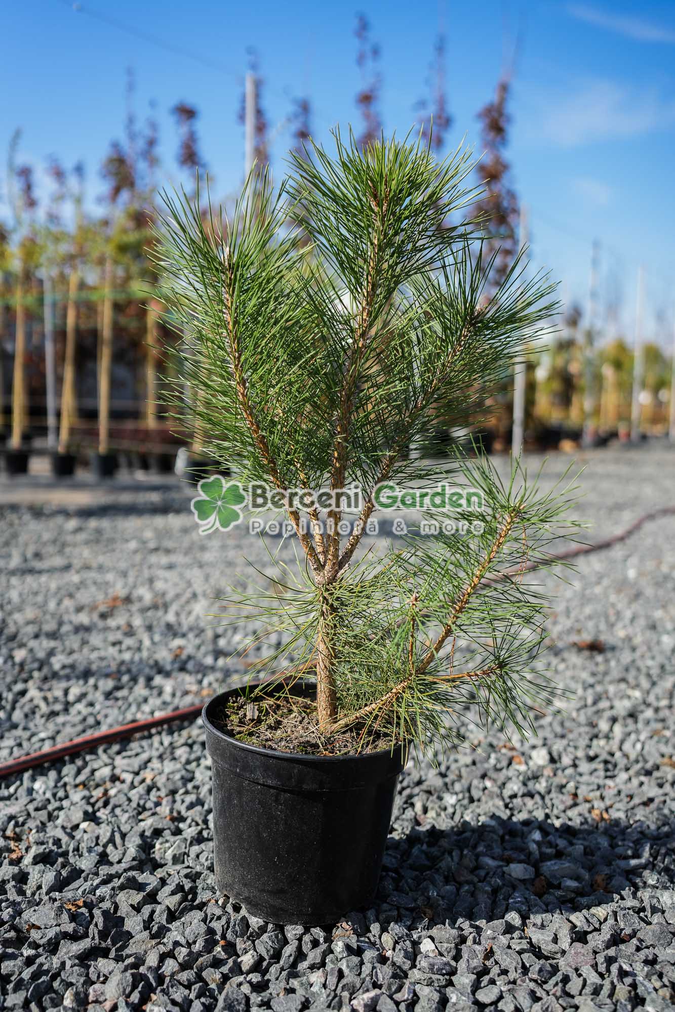 10.77.01.1.vanzare-plante-online Pinus niagra var. Austrica ( Pin negru Austriac ) - imagine 1