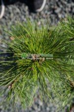 Pinus niagra var. Austrica ( Pin negru Austriac ) - imagine 2