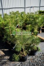Pinus niagra var. Austrica ( Pin negru Austriac ) - imagine 3