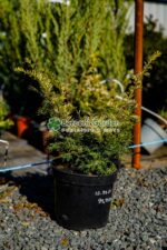 Taxus Baccata Elegantissima ( Tisa verde-auriu )