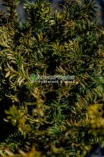 Taxus Baccata Elegantissima ( Tisa verde-auriu ) - imagine 2