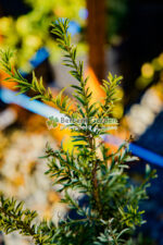 Taxus Baccata Elegantissima ( Tisa verde-auriu ) - imagine 3