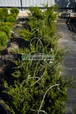 Juniperus media Mint Julep (Ienupar semi-tarator Mint Julep )