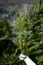 Juniperus media Mint Julep (Ienupar semi-tarator Mint Julep ) - imagine 2