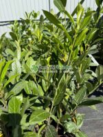 Prunus laurocerasus Caucasica ( Laur englezesc )