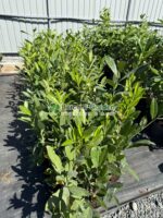 Prunus laurocerasus Caucasica ( Laur englezesc ) - imagine 2
