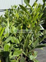 Prunus laurocerasus Caucasica ( Laur englezesc ) - imagine 3