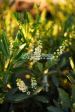 Prunus laurocerasus Otto Luyken ( Laur englezesc ) - imagine 2