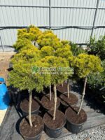 Pinus mugo Ophir PA ( Pin pitic de munte Ophir )