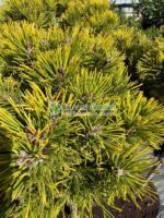 Pinus mugo Ophir PA ( Pin pitic de munte Ophir ) - imagine 2