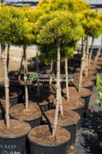 Pinus mugo Ophir PA ( Pin pitic de munte Ophir ) - imagine 3