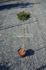 Picea abies Little Gem PA ( Molid norvegian Mica Bijuterie ) - imagine 2