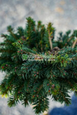 Picea abies Little Gem PA ( Molid norvegian Mica Bijuterie ) - imagine 3