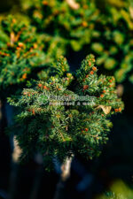 Picea abies Little Gem PA ( Molid norvegian Mica Bijuterie ) - imagine 4