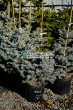 Picea Pungens Edith ( Molid de Colorado Edith )