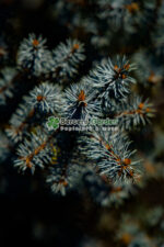 Picea Pungens Edith ( Molid de Colorado Edith ) - imagine 2