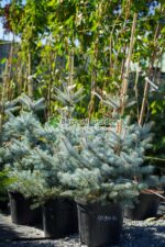 Picea Pungens Edith ( Molid de Colorado Edith ) - imagine 3