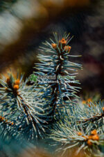 Picea Pungens Edith ( Molid de Colorado Edith ) - imagine 4
