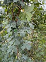 Acer Campestre ( Jugastru, Artar )
