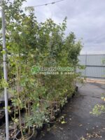 Acer Campestre ( Jugastru, Artar ) - imagine 2