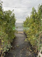 Acer Campestre ( Jugastru, Artar ) - imagine 3