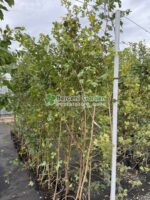 Acer Campestre ( Jugastru, Artar ) - imagine 4