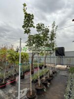 Acer Platanoides Emerald Queen ( Artar Emerald Queen )