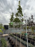 Acer Platanoides Emerald Queen ( Artar Emerald Queen ) - imagine 2