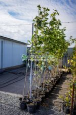 Acer Platanoides ( Artar, Paltin de Camp ) - imagine 2