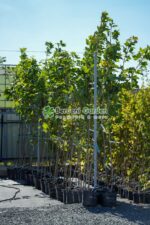 Acer Platanoides ( Artar, Paltin de Camp ) - imagine 3