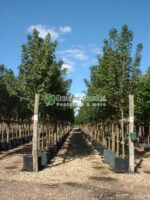 Acer Platanoides ( Artar, Paltin de Camp ) - imagine 4