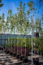 Acer Platanoides Drummondii ( Artar Norvegian ) - imagine 2