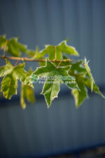 Acer Platanoides Drummondii ( Artar Norvegian ) - imagine 3