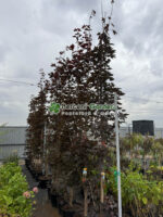 Acer Platanoides Crimson Sentry ( Artar Crimson Sentry )