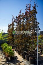 Acer Platanoides Crimson Sentry ( Artar Crimson Sentry ) - imagine 2