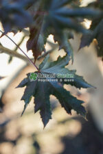 Acer Platanoides Crimson Sentry ( Artar Crimson Sentry ) - imagine 3