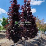 Acer Platanoides Crimson Sentry ( Artar Crimson Sentry ) - imagine 4